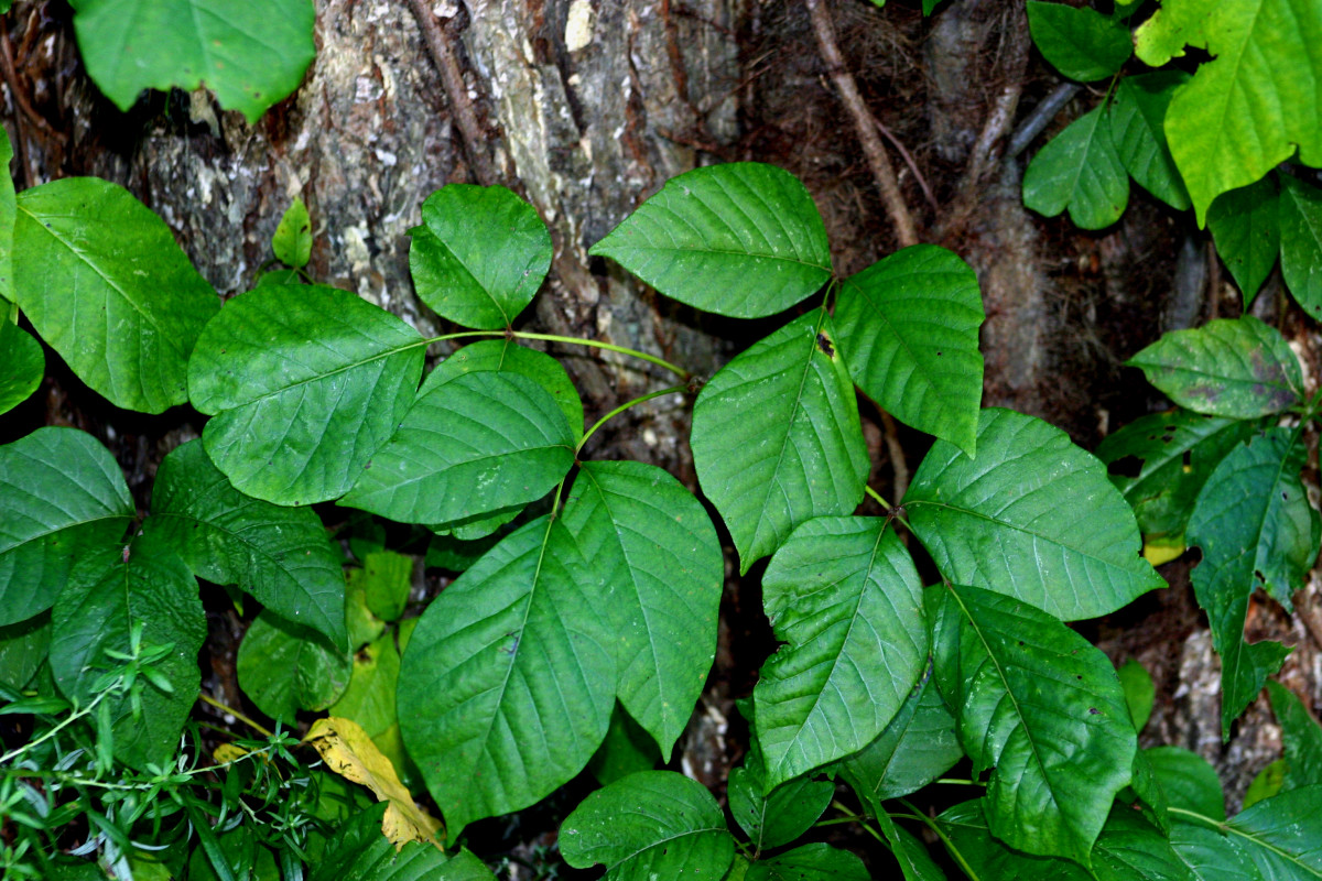 How to Get Rid of Poison Ivy and Poison Oak Rash