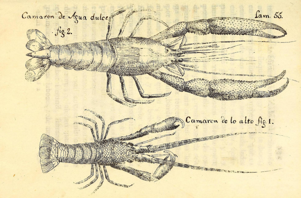 Research different renderings of lobsters before you go to the parlor.