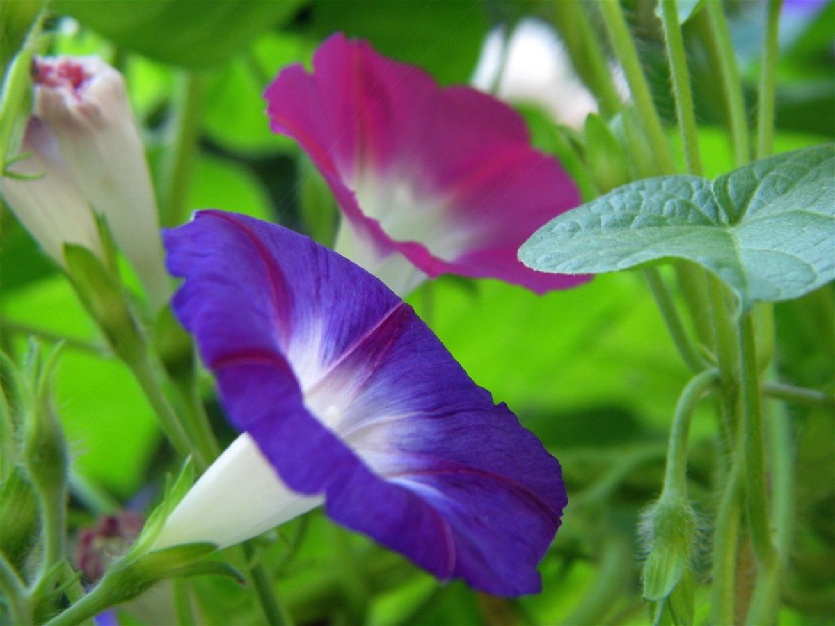 Morning glories come in such beautiful colors like purple and pink. 