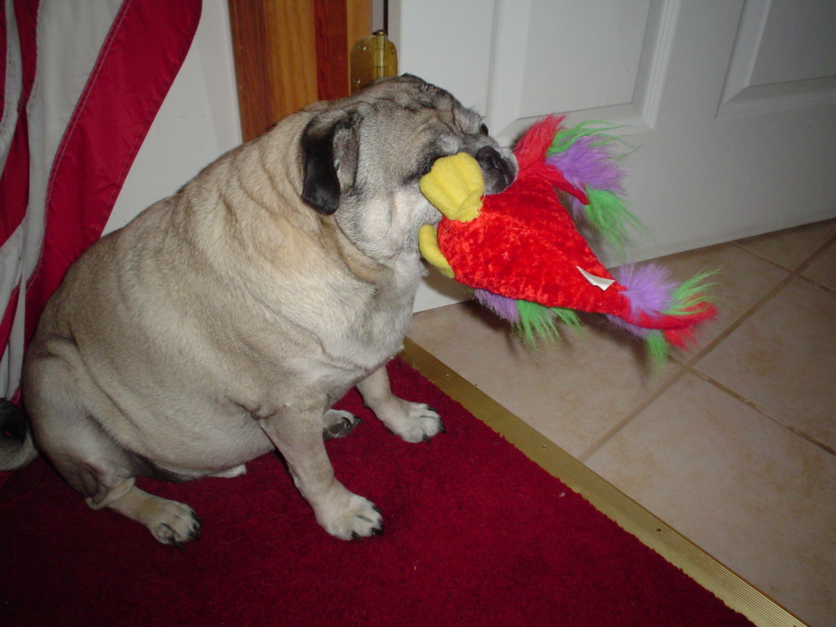Our pug Max, admittedly larger than most pugs, was never without a colorful fuzzy.