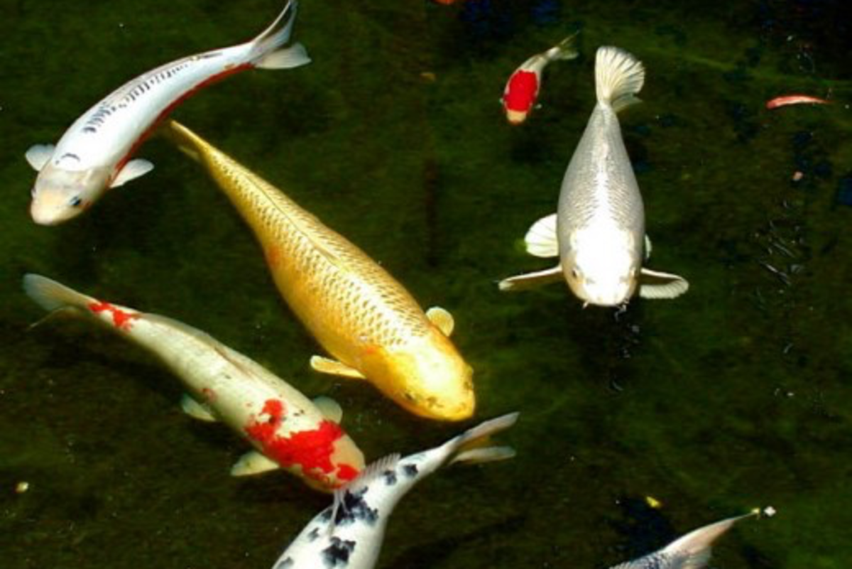 Some of the different koi colors.