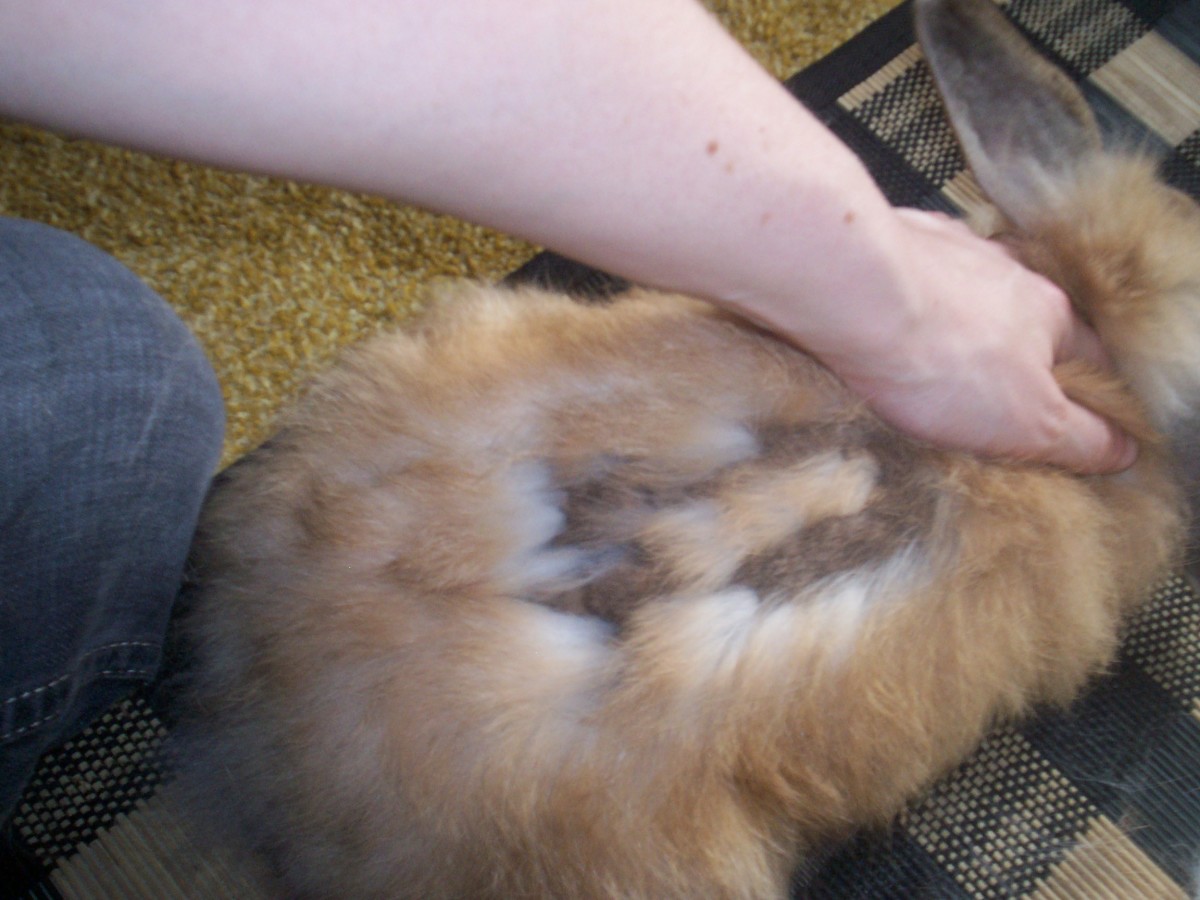 Recognizing a Long-Haired Bunny Moult