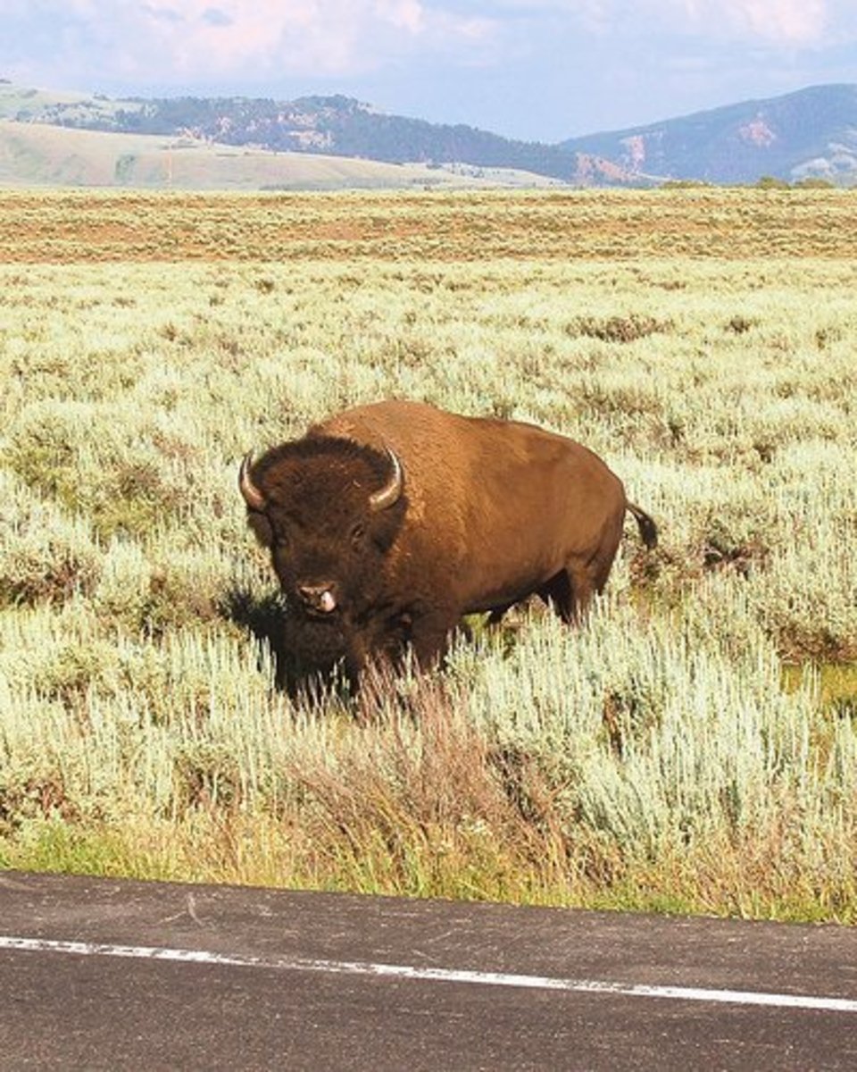 Yellowstone bison, by iotae