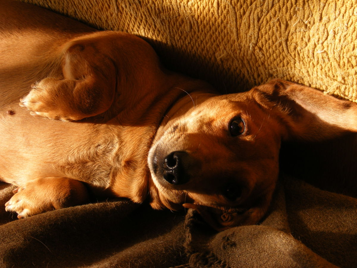 Gastroenteritis may make dogs feel very ill.