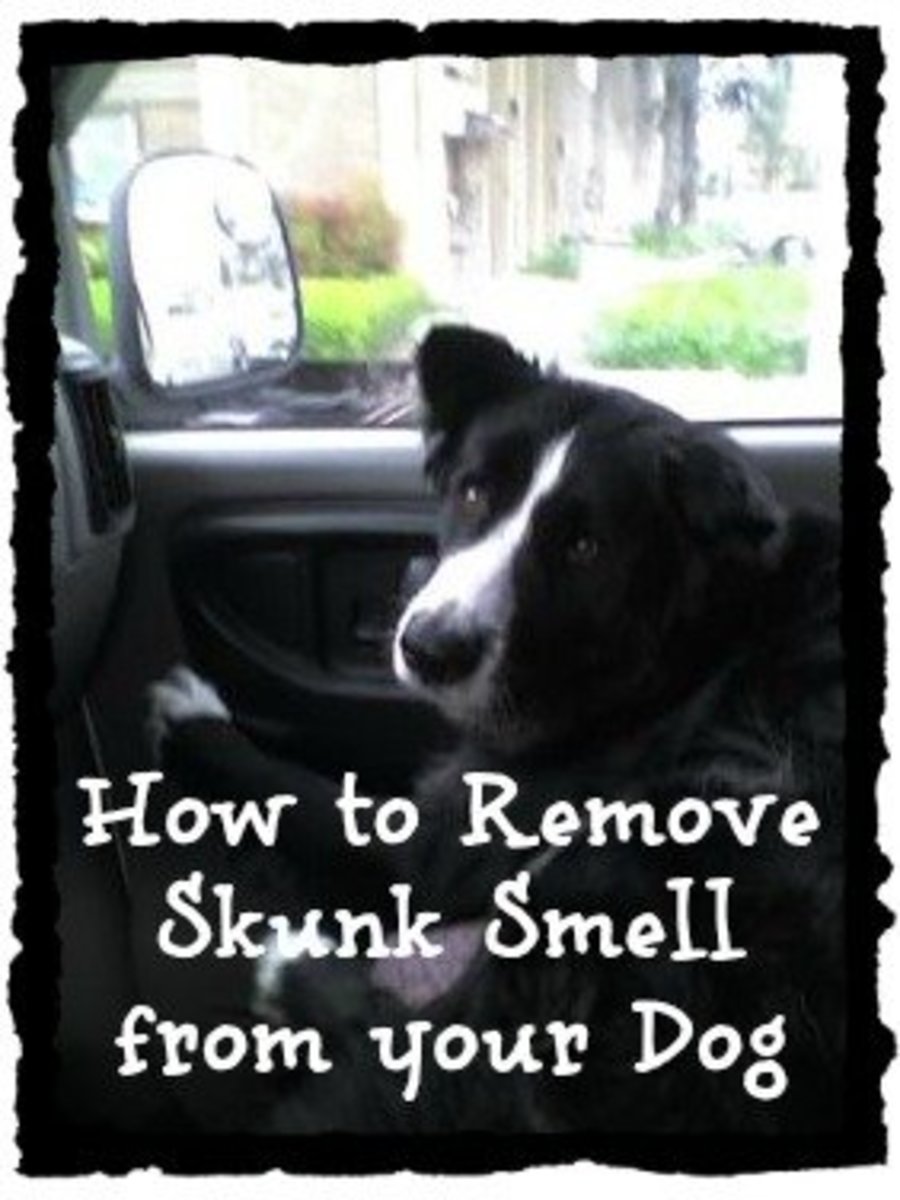 how-to-get-rid-of-skunk-smell-best-skunk-spray-removers-up-to-10