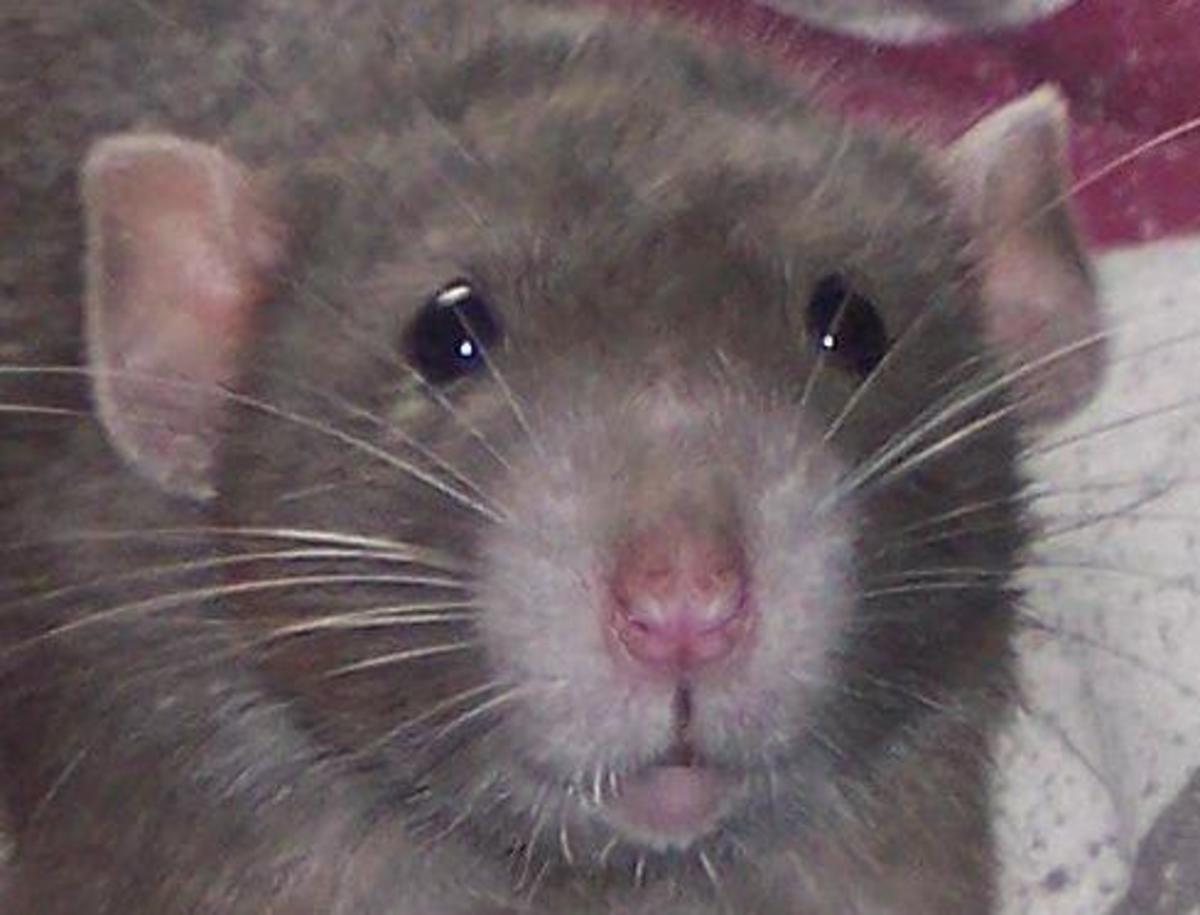 Interesting Facts About Rats