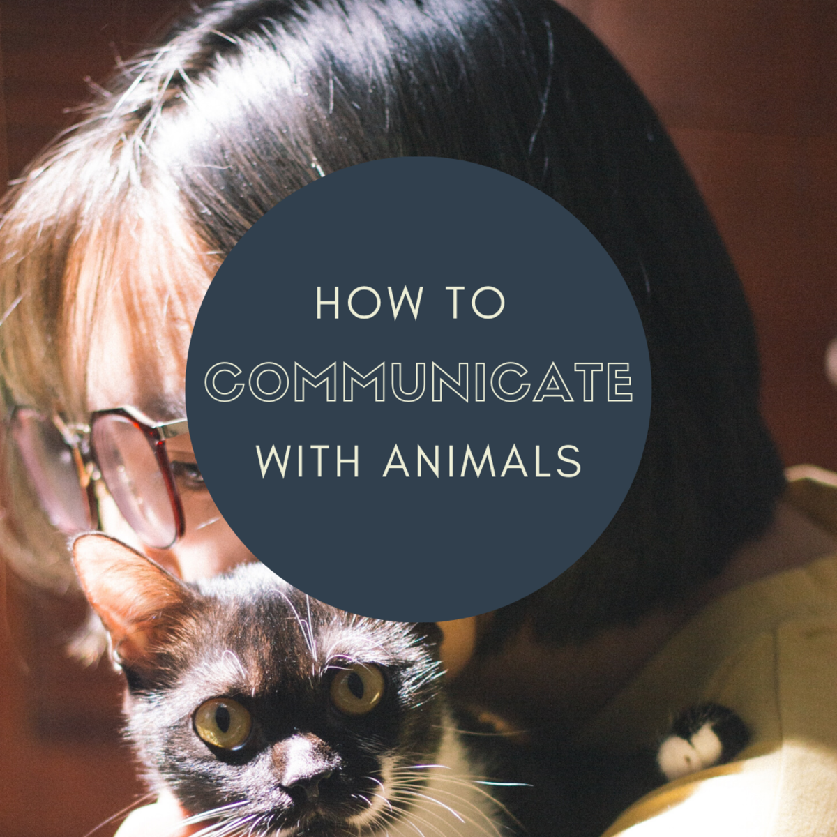 How To Talk To Animals: Psychic Connections And Telepathy   PetHelpful