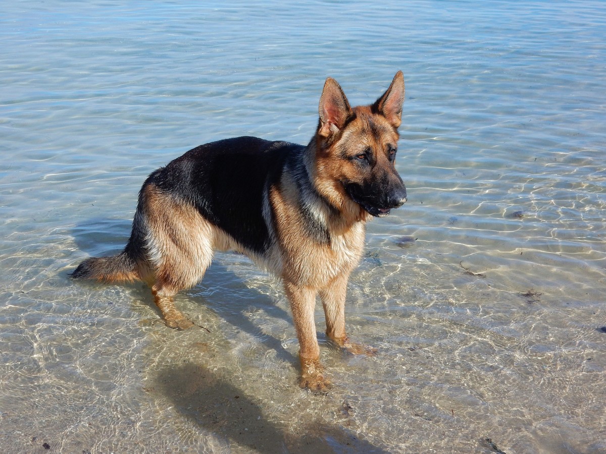 A German Shepard With Limber Tail