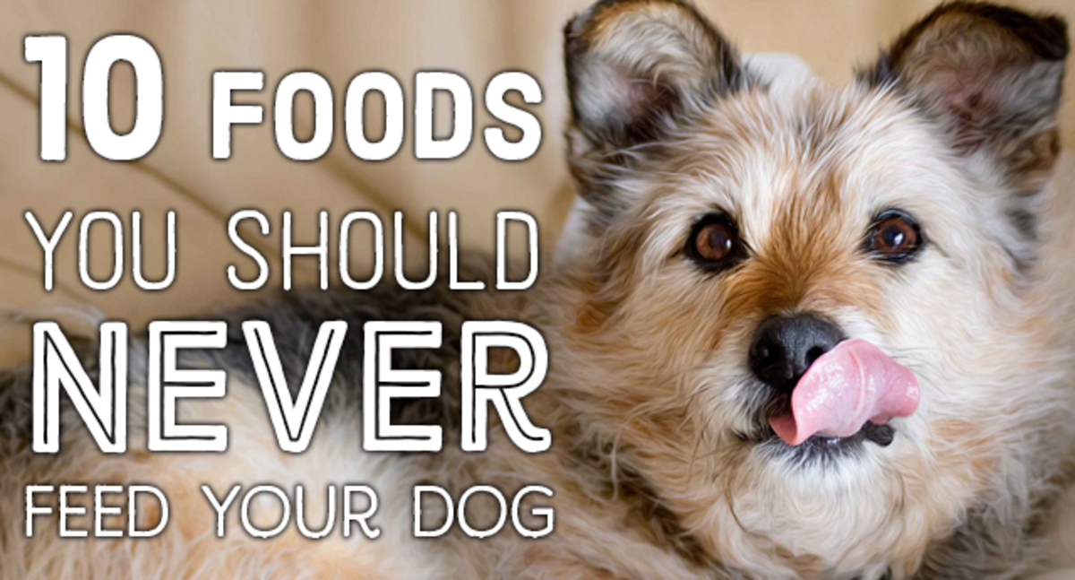 We all can't resist a cute face when your dog begs for food, but sometimes caution is necessary. Here are ten foods you should never feed your dogs and the reasons why.