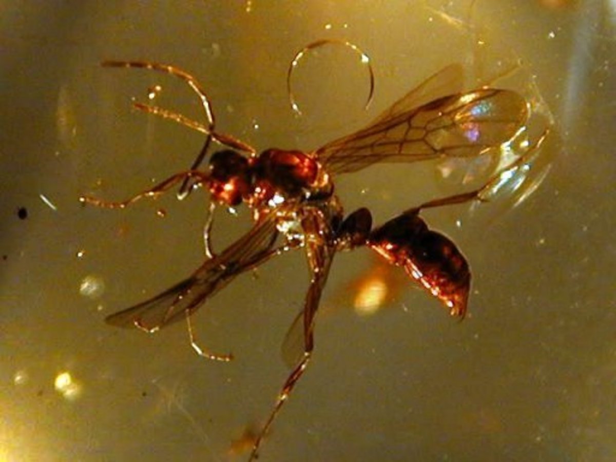 Flying ant in amber.
