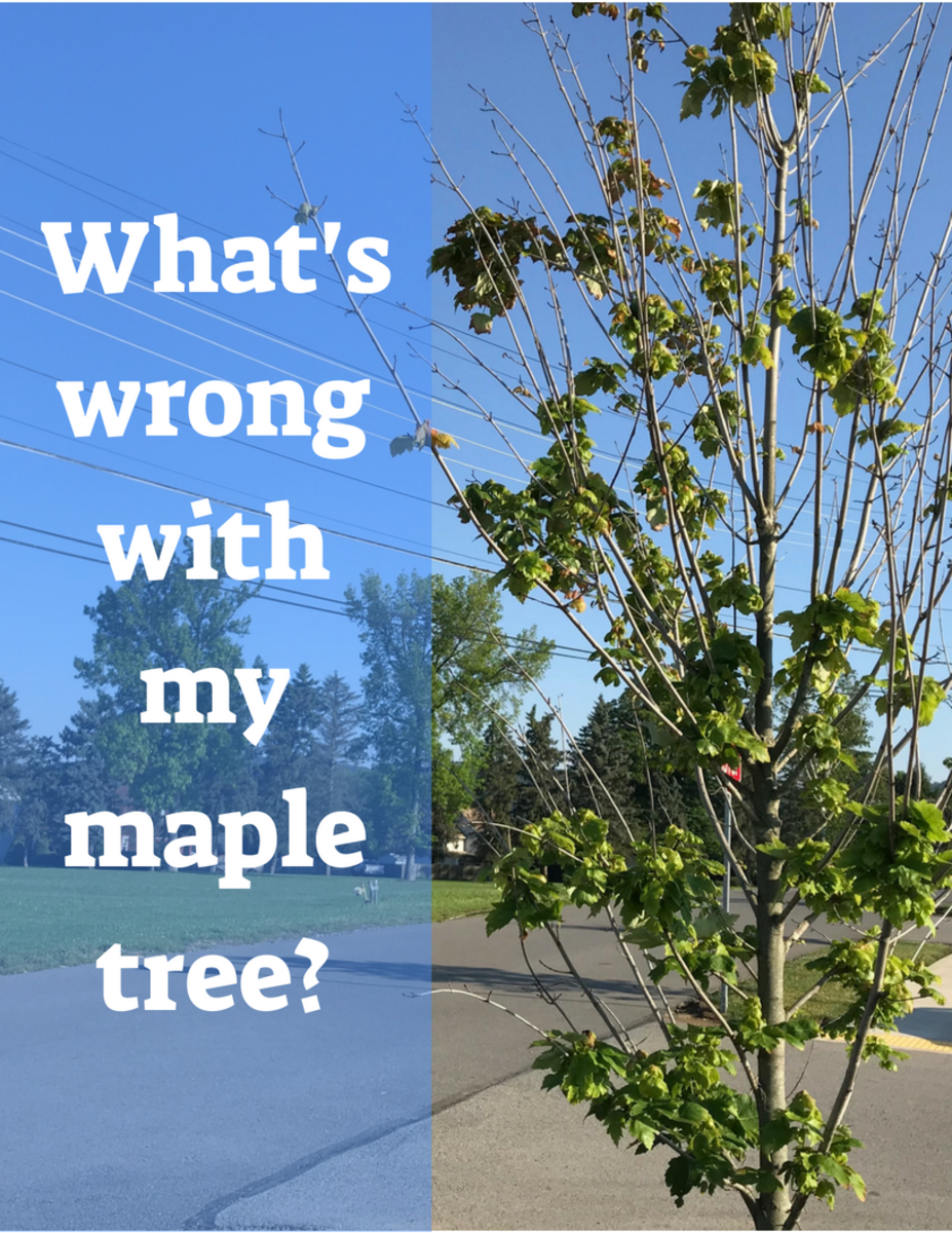What's wrong with my maple tree?