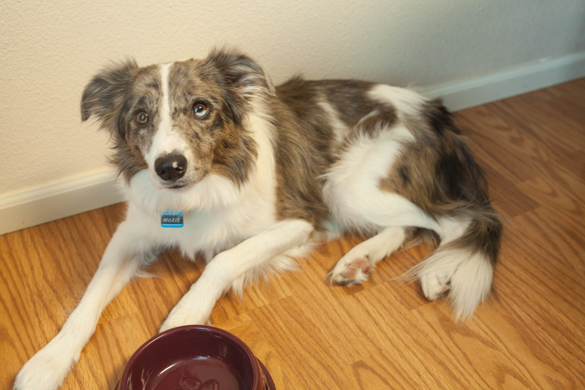 Tips for curing your dog's upset stomach.