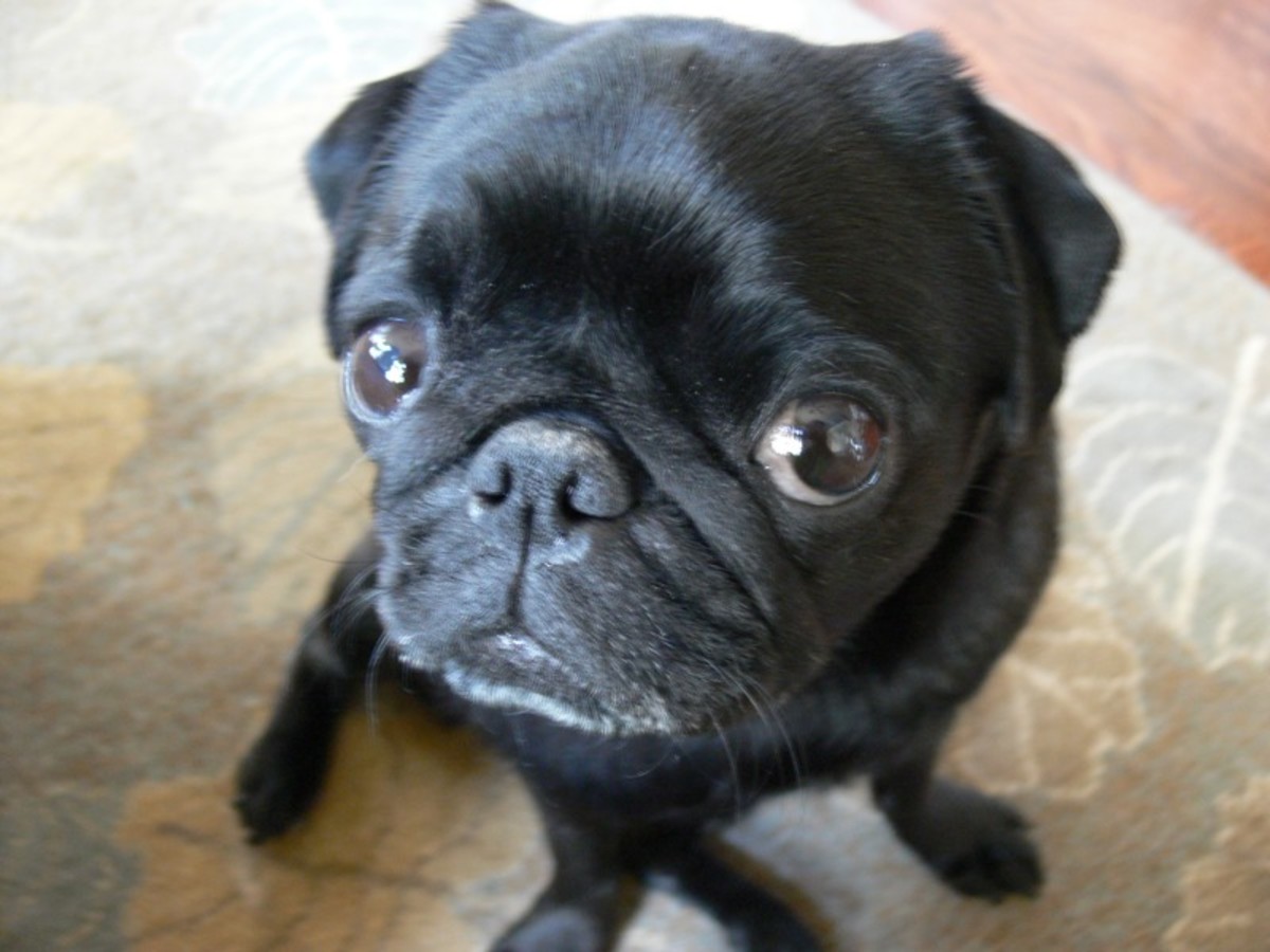 The breeding of pugs involves significant ethical issues.