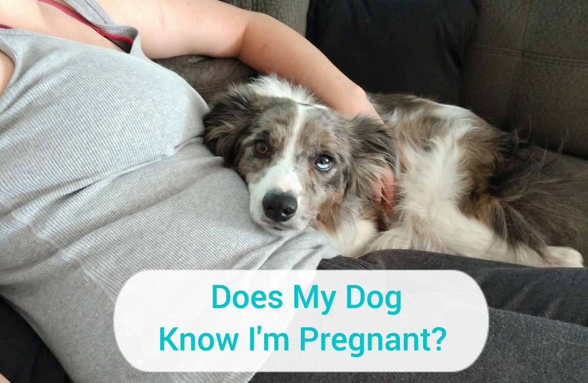 Do Dogs Know When You Are Pregnant?