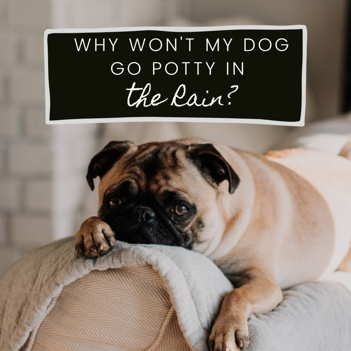 "Rain rain, go away or I will poop and pee another day"—tips for training your dog to potty in wet weather.