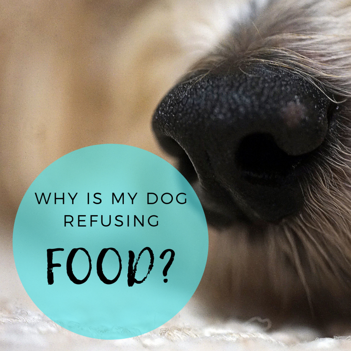 Is your dog still in love with his food?
