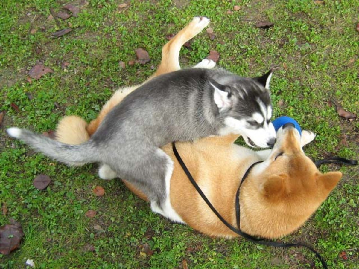 My hyperactive dogs - Shiba Inu Sephy and Siberian Husky Shania.