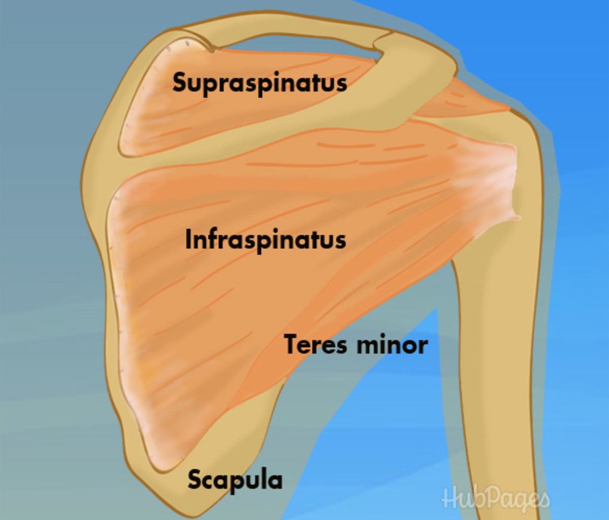 Back view:  shoulder joint with rotator cuff muscles
