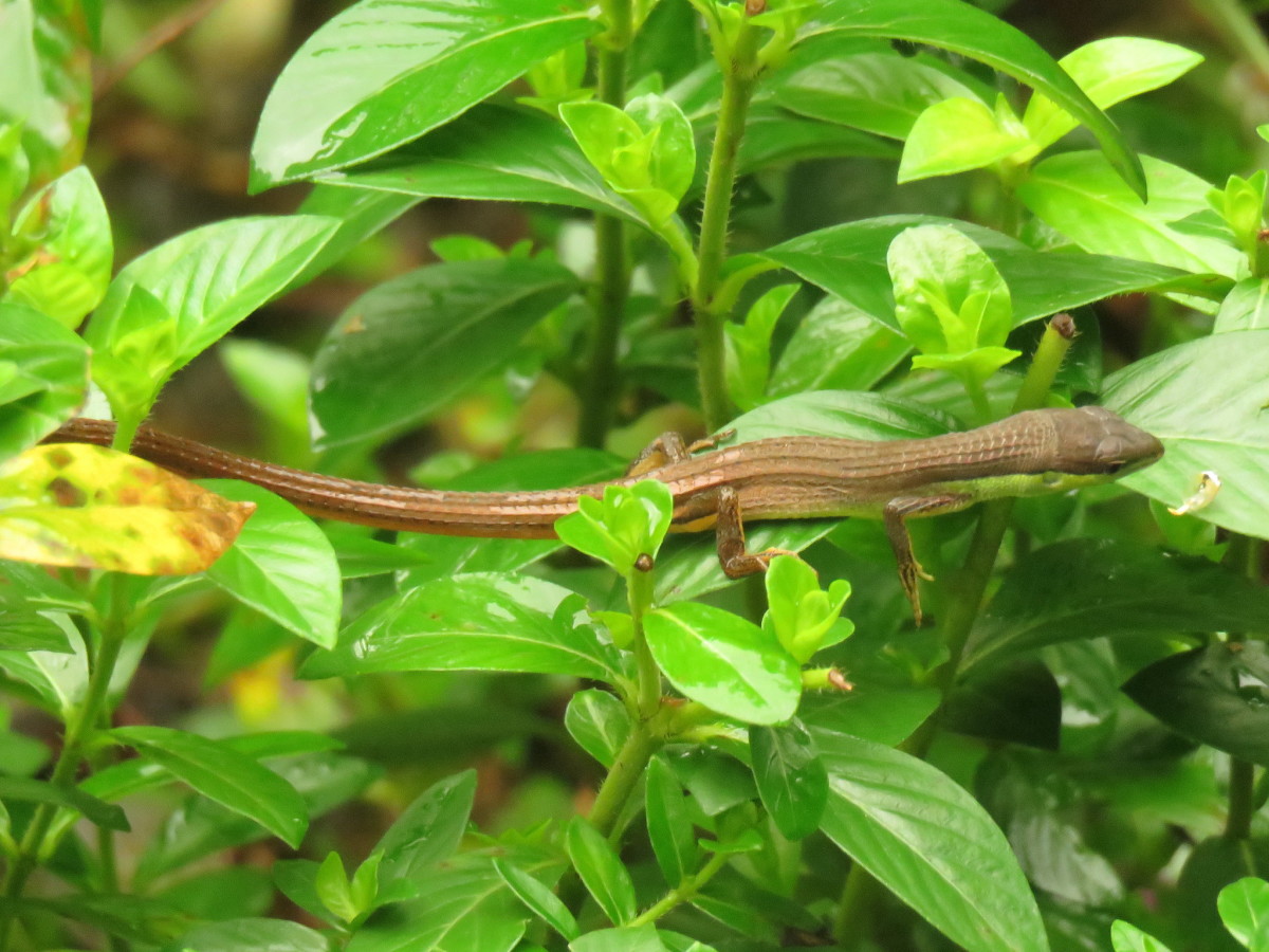 What You Need to Know About the Long-Tailed Grass Lizard