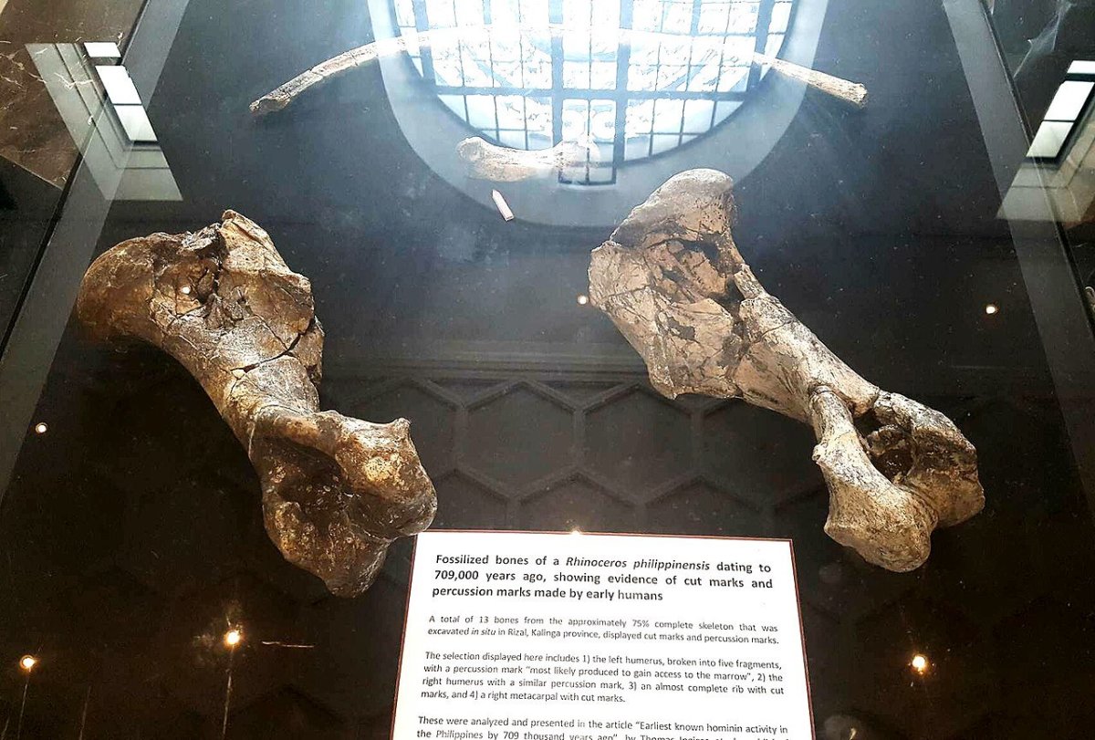 Fossilised bones of a rhinoceros philippinensis displayed at the National Museum of Natural History in Manila.