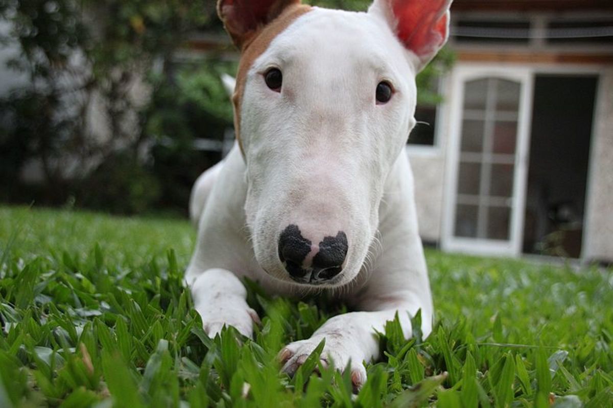 Buy a Bull Terrier and Not Get Scammed 
