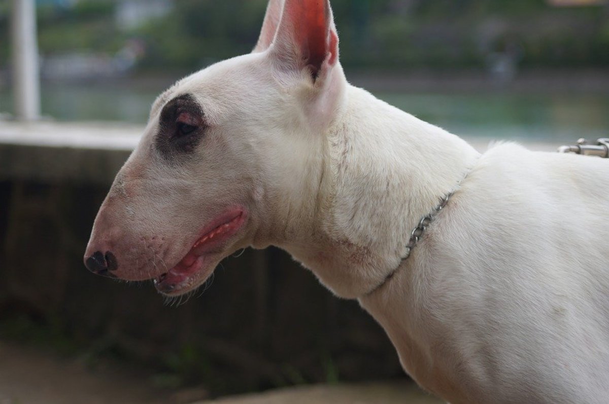Bull Terriers are more prone to deafness than some other breeds of dog,