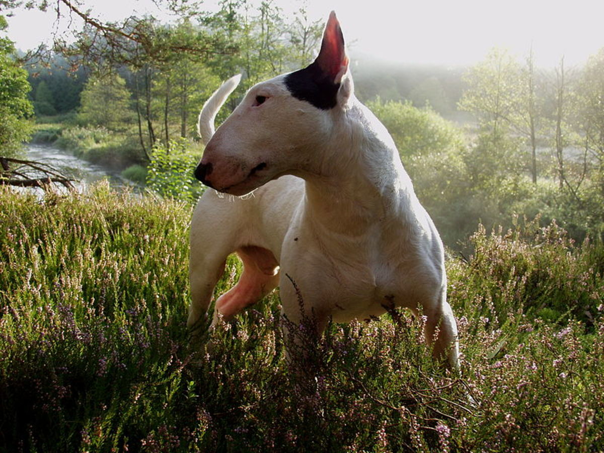 how long is a bull terrier pregnant for