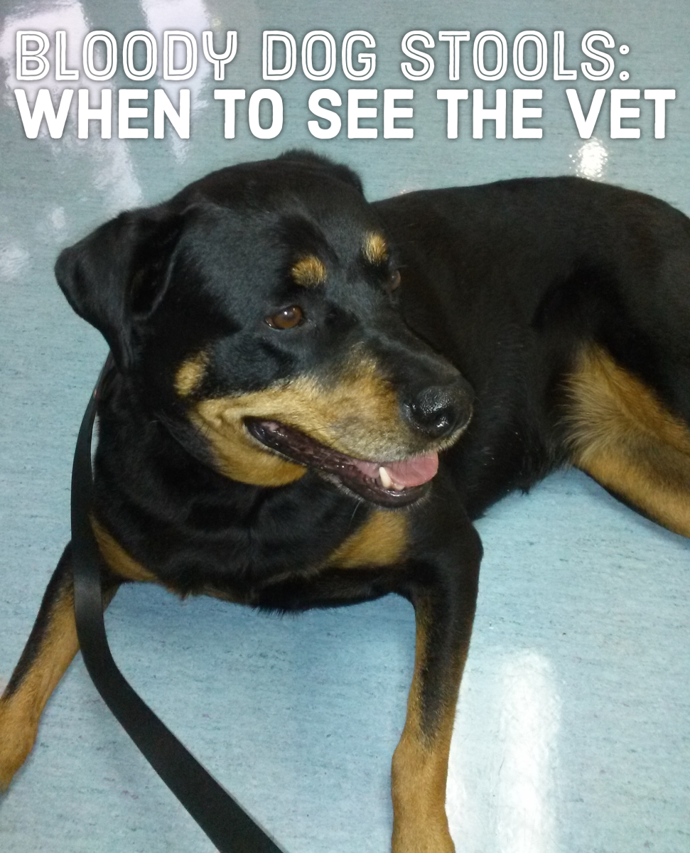 Get advice on preparing for your vet visit.
