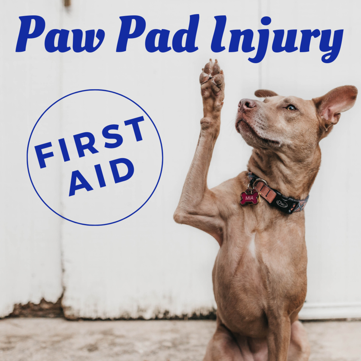 First Aid How To Treat A Dog s Paw Pad Injury PetHelpful