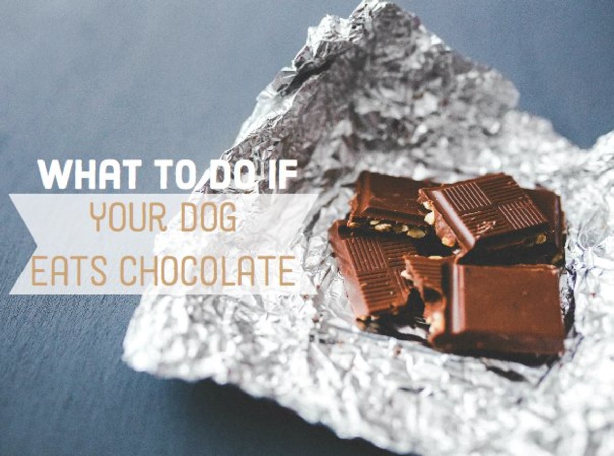 What should you do if your dog eats chocolate?
