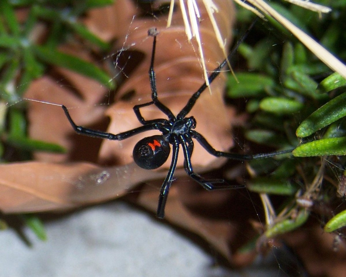 The black widow spider with its classic hourglass-shaped, red marking.