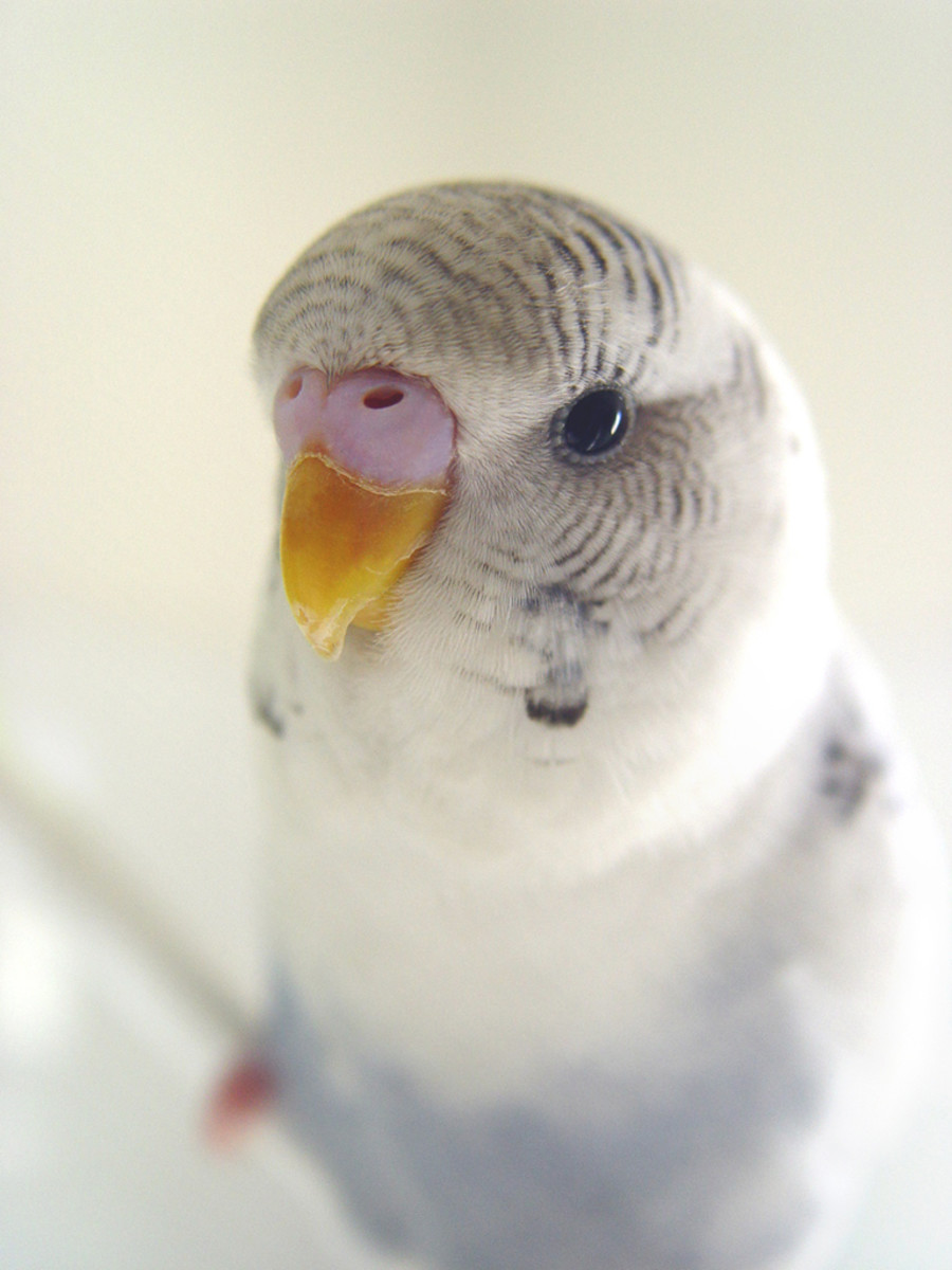 "Pretty bird! Pretty bird!" Use a lot of repetition to train your parakeet to speak.