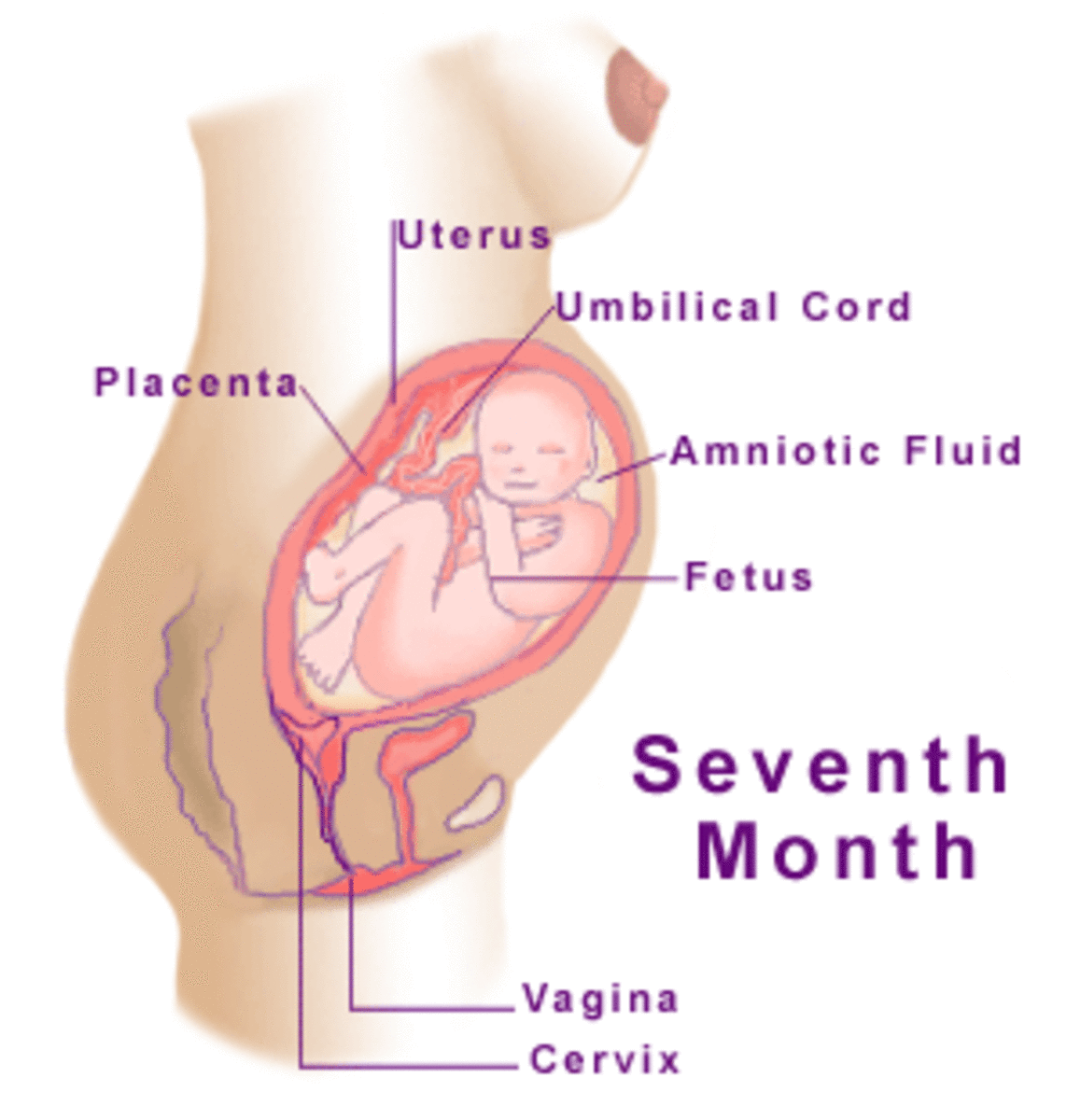 4 months unborn baby