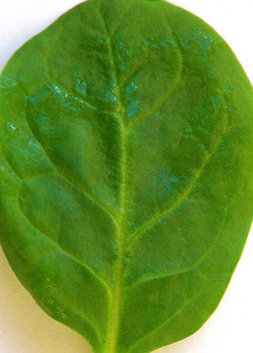 Spinach is an excellent source of magnesium. Photo by Gaetan Lee.