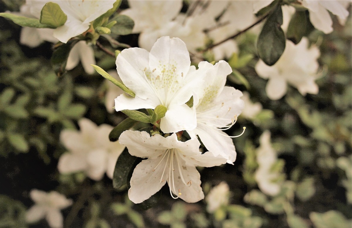 Azaleas bloom in the shade; white is one color option for the blossoms.