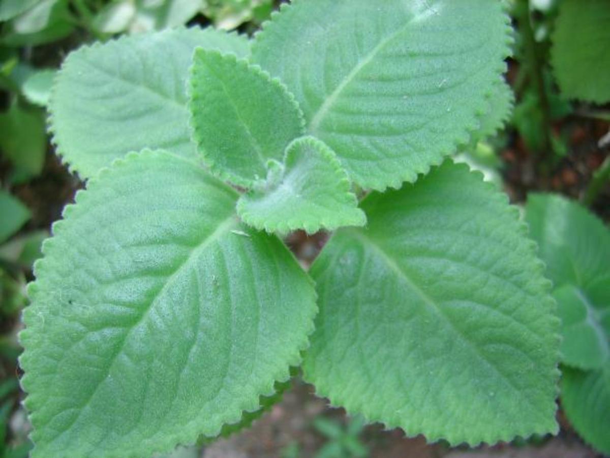 Indian Borage: Effective Cough Remedy From Your Herb Garden