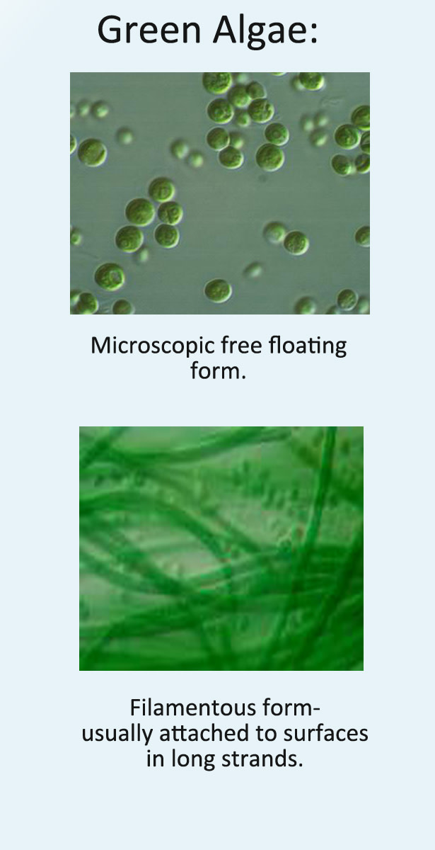Green algae grow quickly in poorly maintained swimming pools.
