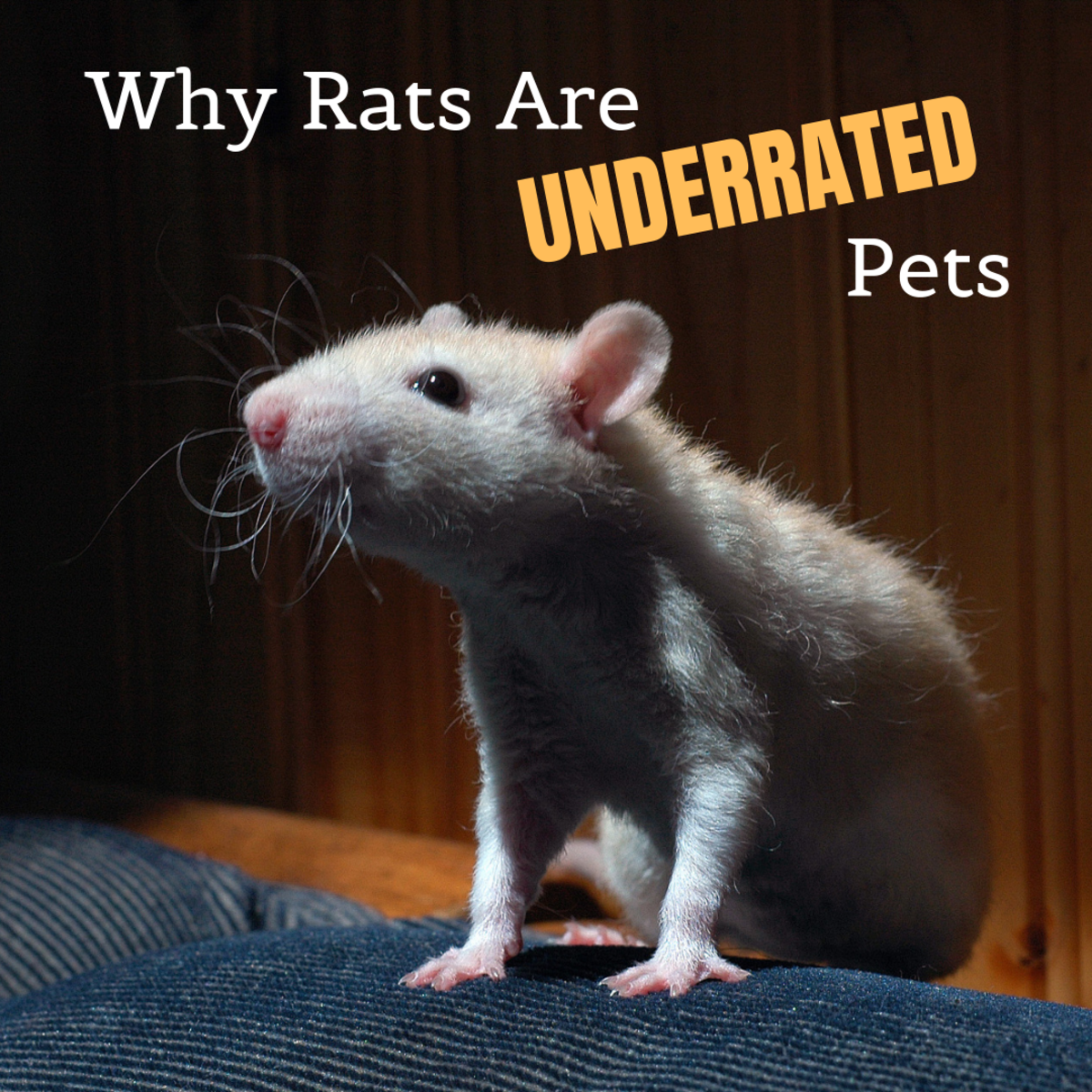 Why Rats Are the World's Smartest and Most Underrated Pets - PetHelpful 