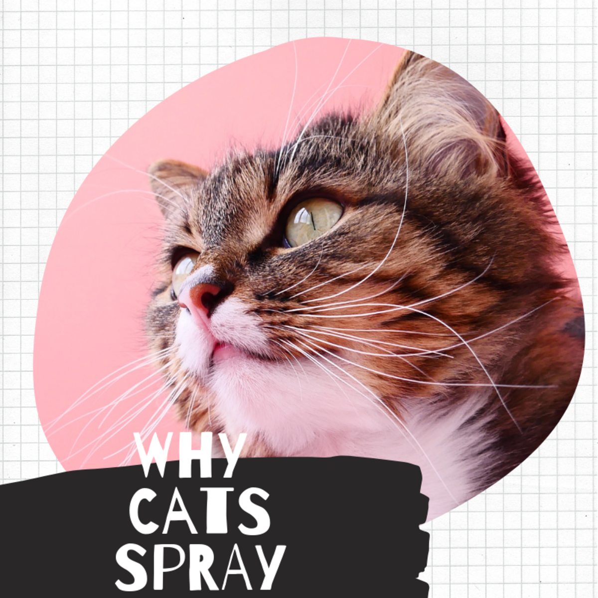 Figure out why cats spray. 