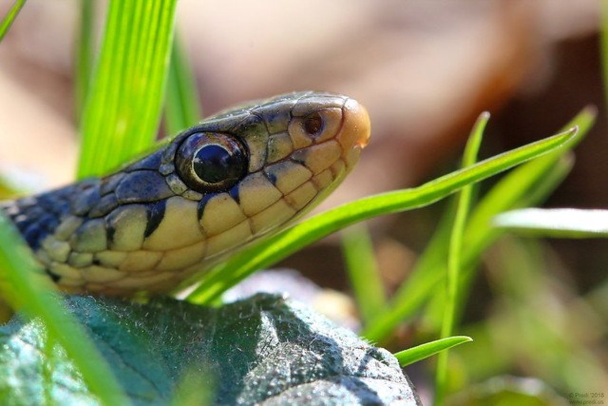 This article will detail various methods of controlling and deterring the snake population in your garden and around your home.