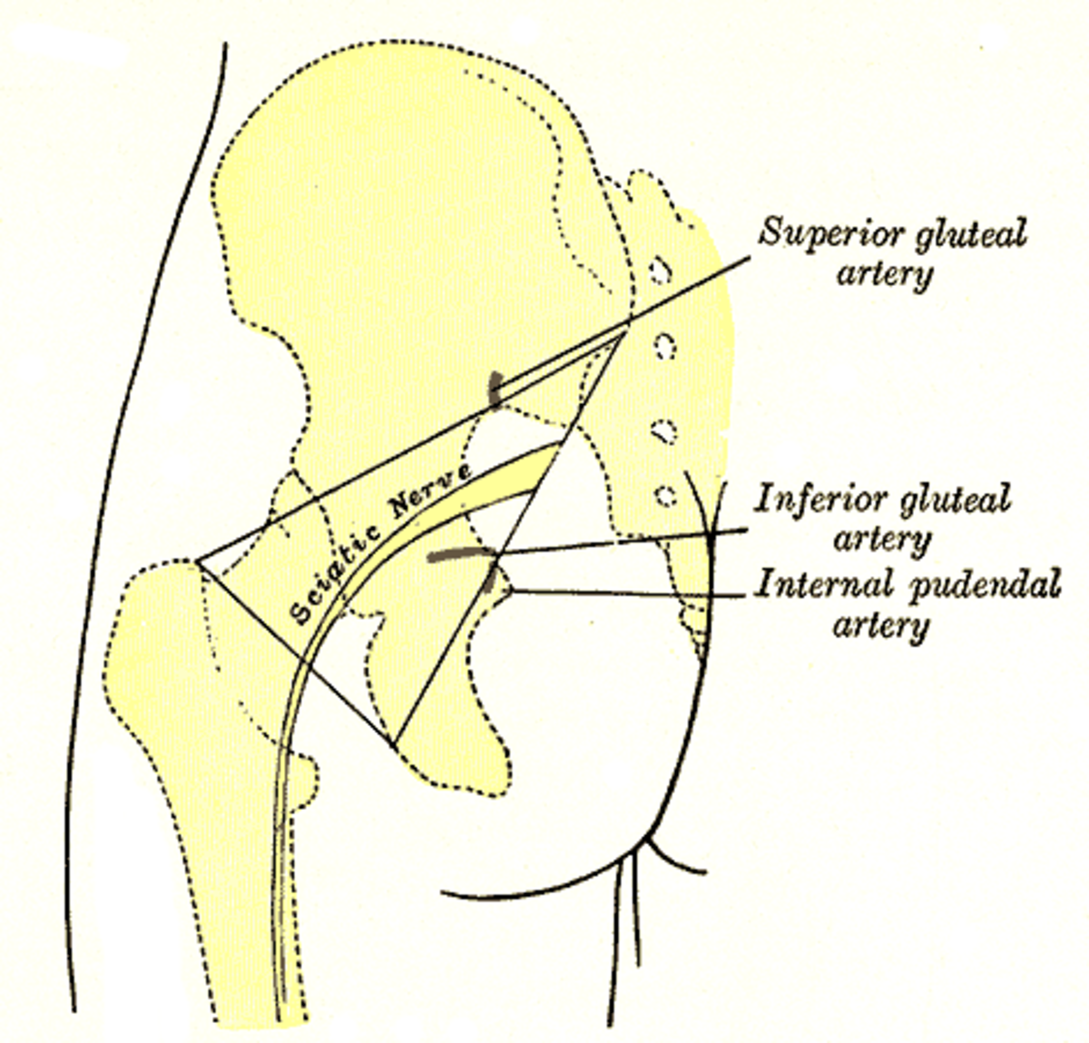 The sciatic nerve. From the 1918 book Gray's Anatomy