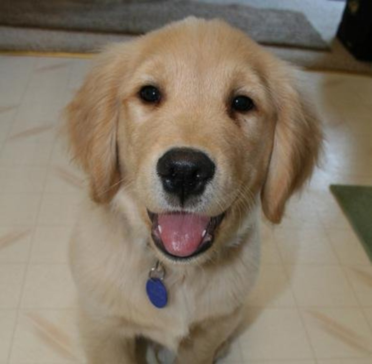 Top 10 Best and Cutest Dog Breeds For Families PetHelpful