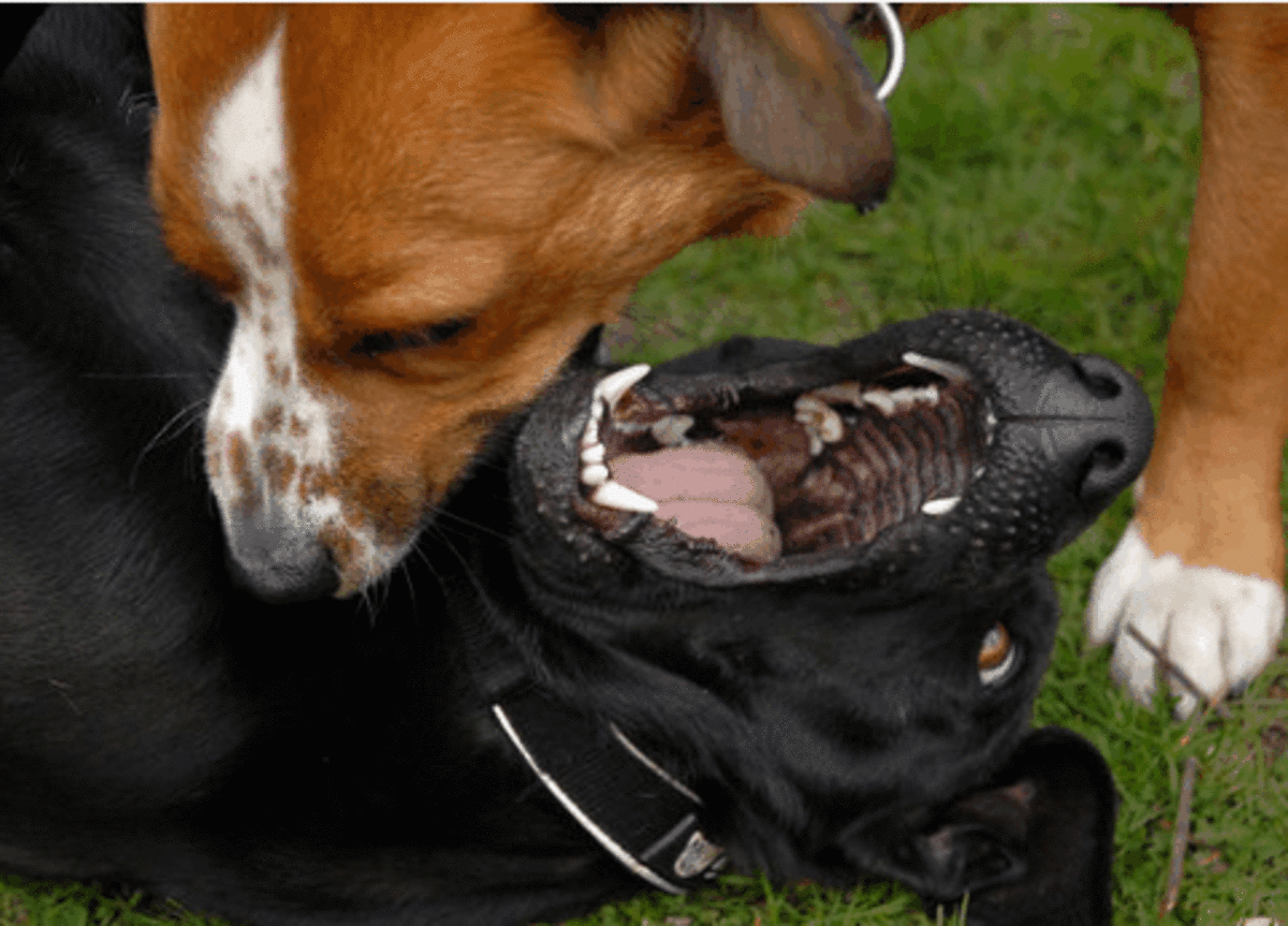 Dogs can growl for different reasons—sometimes dogs growl in playful situations.