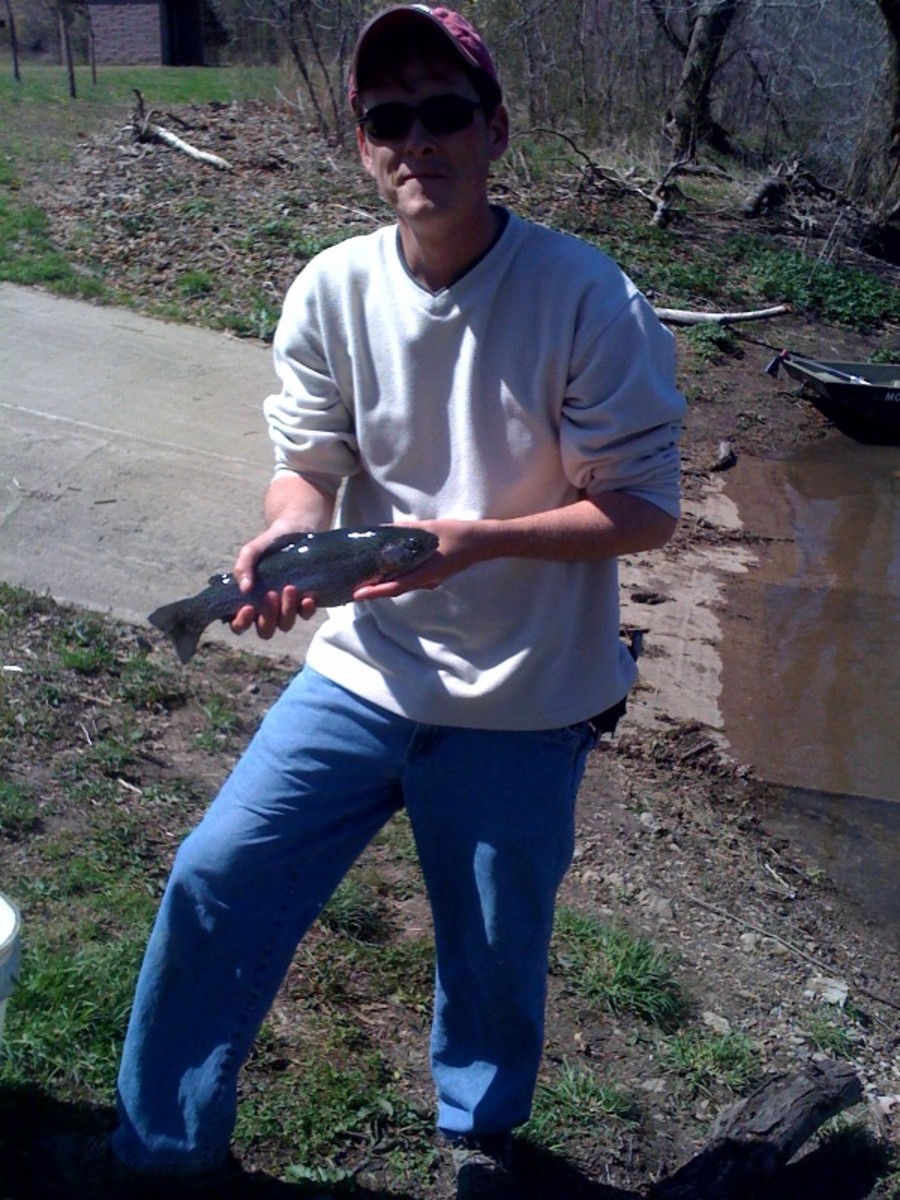 This is a 14-inch rainbow trout caught from the Niangua River just below Bennett Springs in Lebanon, MO.