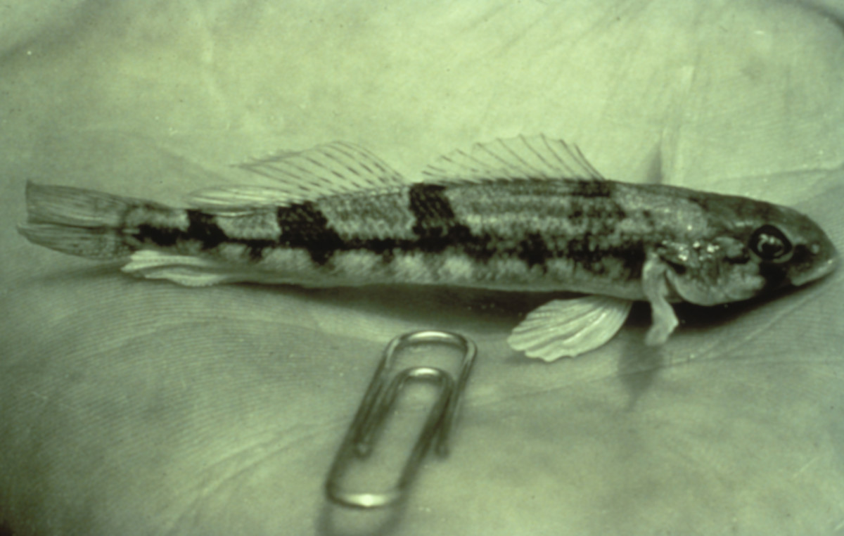 The Snail Darter: The Tiny Fish That Caused a Big Battle