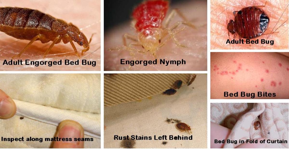 The group of photos shows all of the reasons you need to learn to identify bed bugs and find ways to get rid of them.