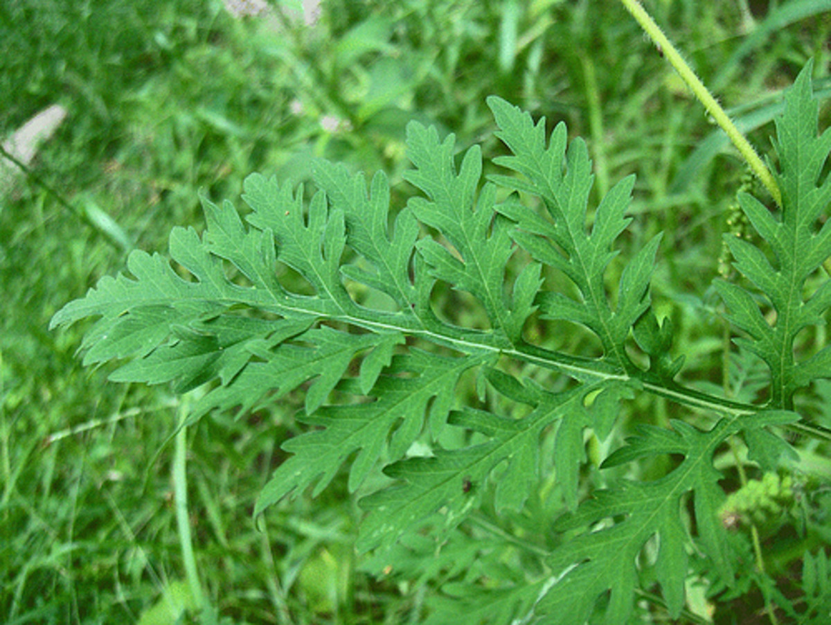 Ragweed is one of the worst pollen allergens.