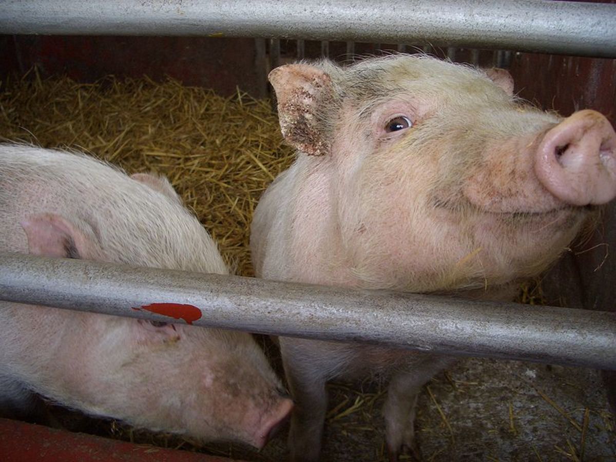 Do you know how to keep your pigs happy and healthy?