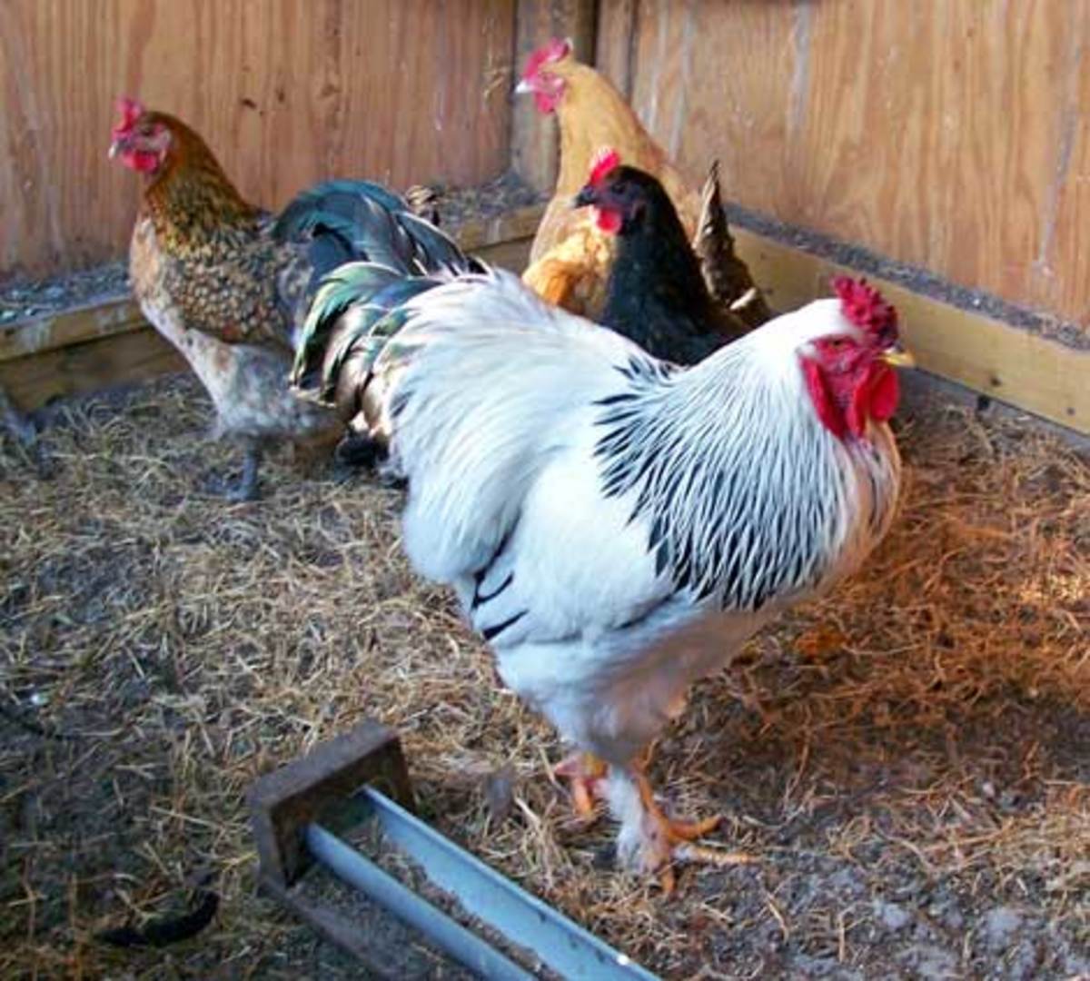 Silver Laced Brahma  Raising backyard chickens, Beautiful chickens,  Chickens backyard