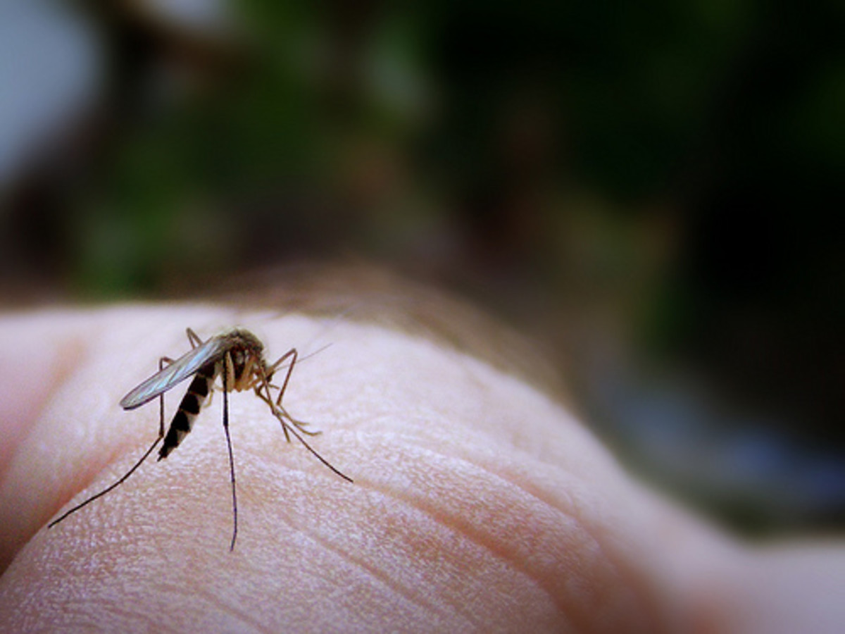 How to Repel Mosquitoes Naturally